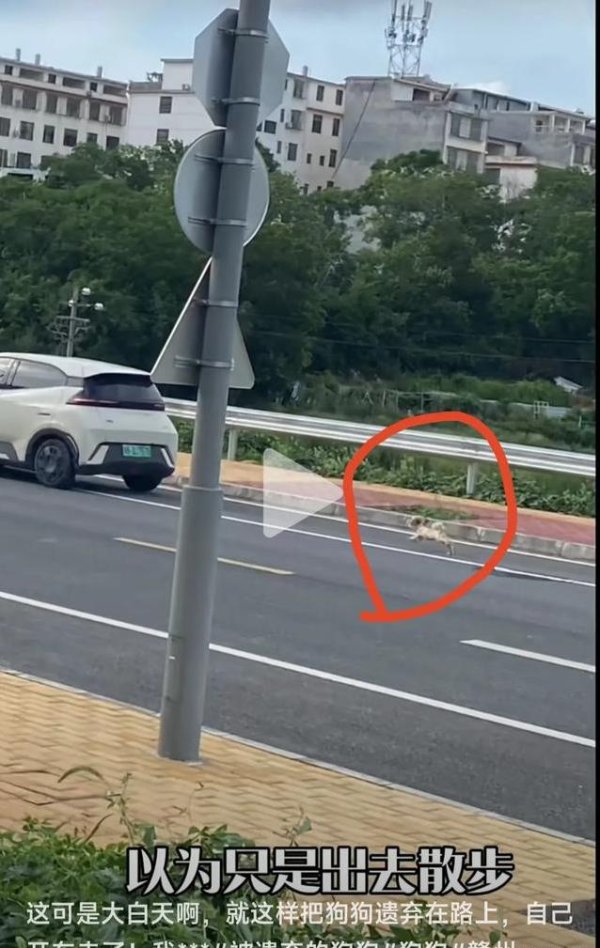 易云达 江西小狗被丢路边狂追车，主人狠心开车跑，宠物秒变流浪狗？