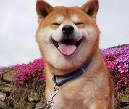 日斗-优配 柴犬萌得让人想抱回家，15年陪伴你真能坚持？